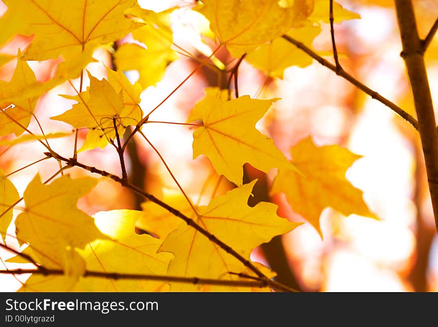 Yellow maple leaves on red bright blurry background. Yellow maple leaves on red bright blurry background