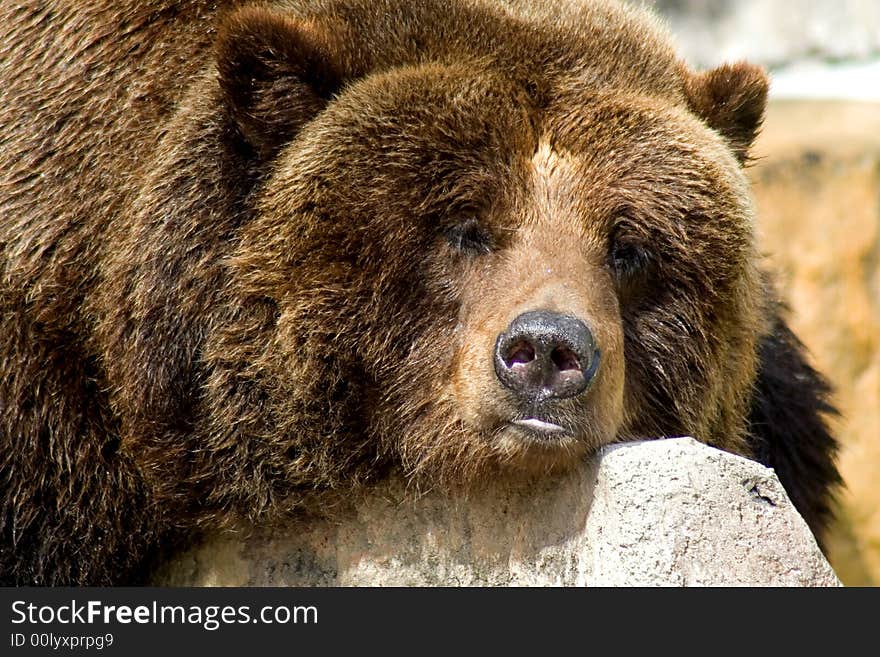 Grizzly bear taking a break on a hot summer day at the zoo