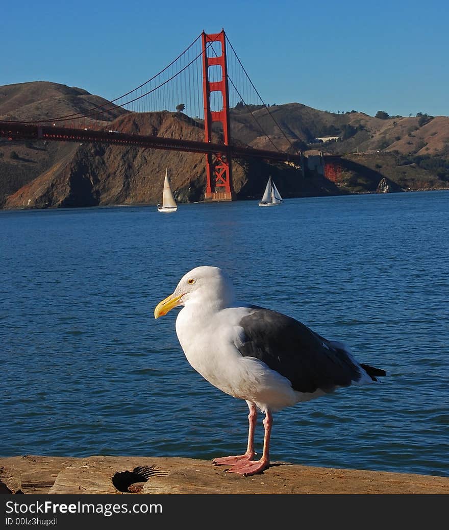 Seagull standing on a fishing pier with the Golden Gate Bridge in the background. Seagull standing on a fishing pier with the Golden Gate Bridge in the background.