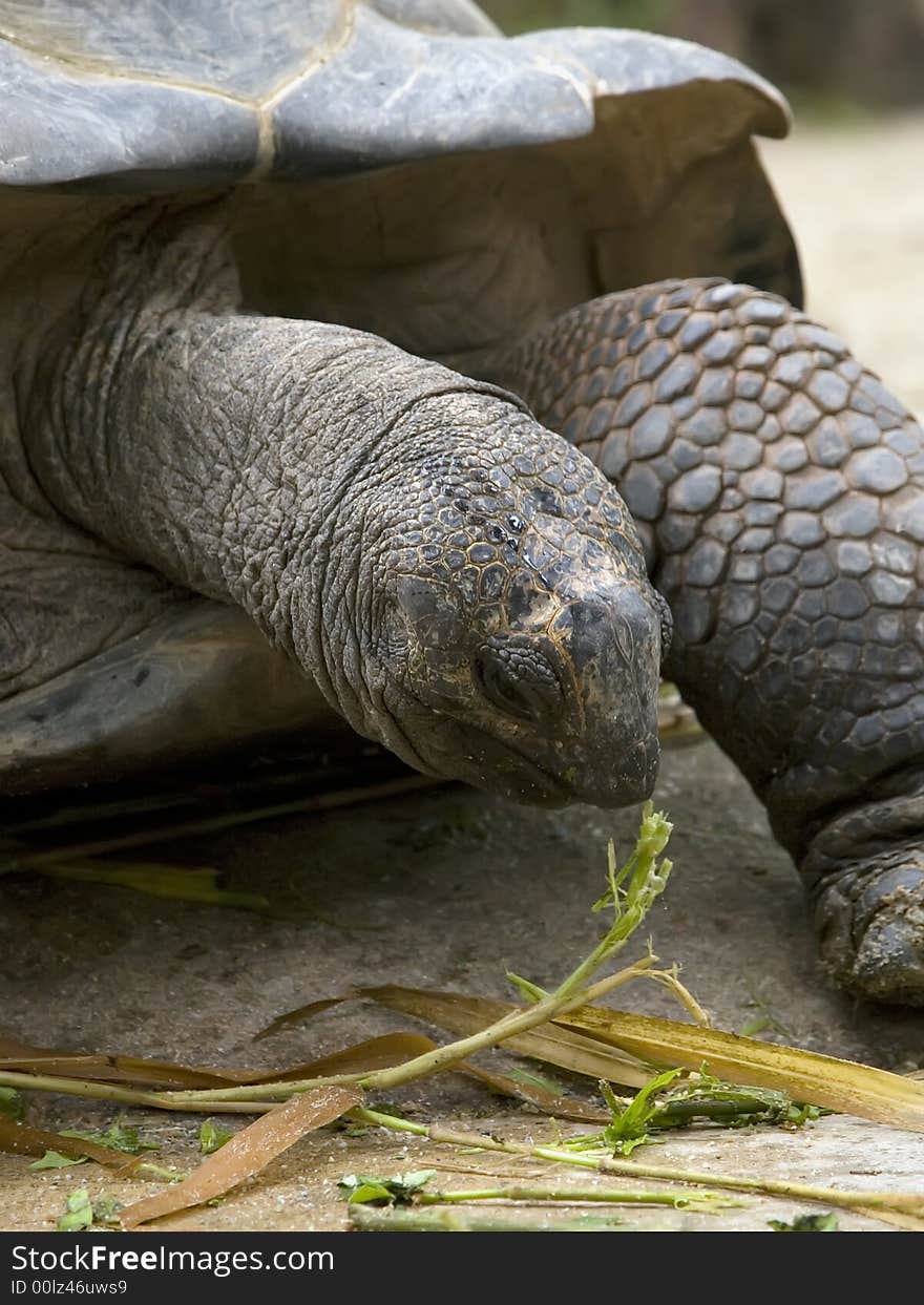 Giant tortoise taken at Singapore Zoological Gardens