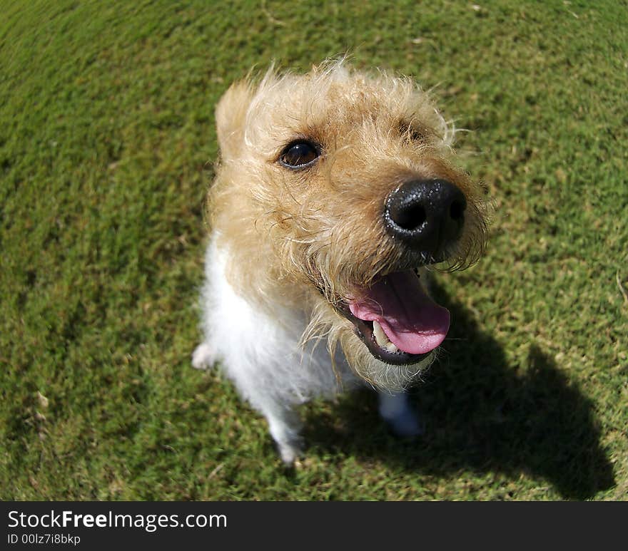 A brown headed jack russel photographed with a fisheye thens to exaggerate perspective. A brown headed jack russel photographed with a fisheye thens to exaggerate perspective.