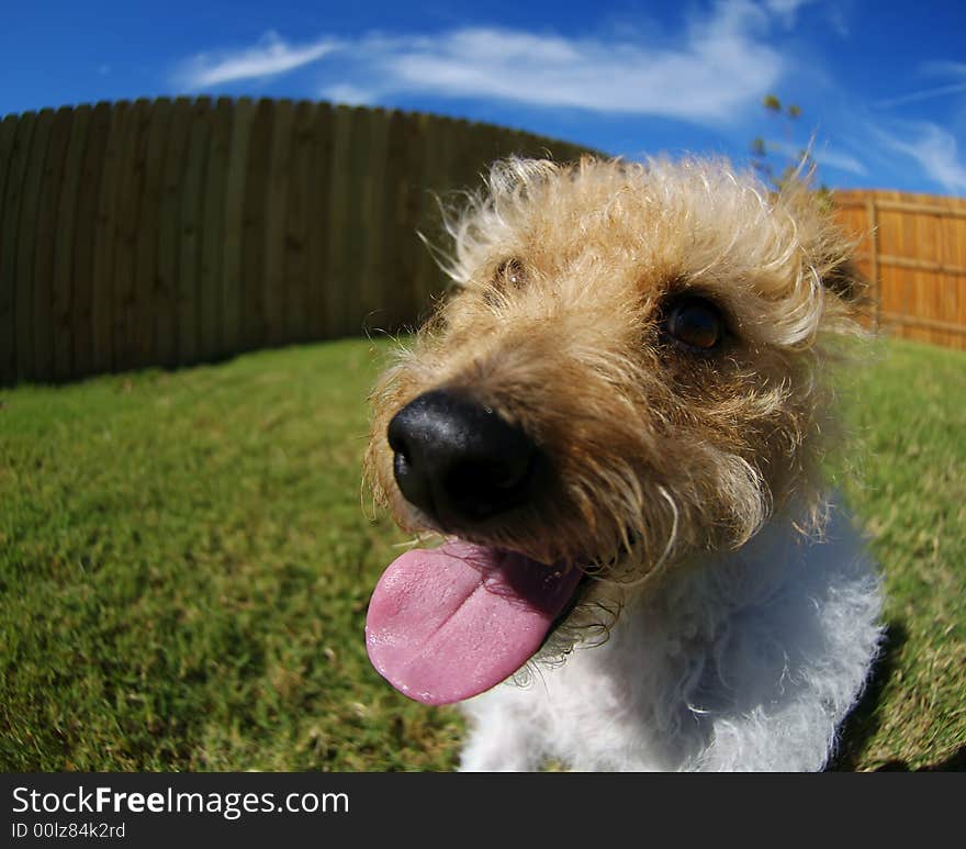 A brown headed jack russel photographed with a fisheye thens to exaggerate perspective. A brown headed jack russel photographed with a fisheye thens to exaggerate perspective.