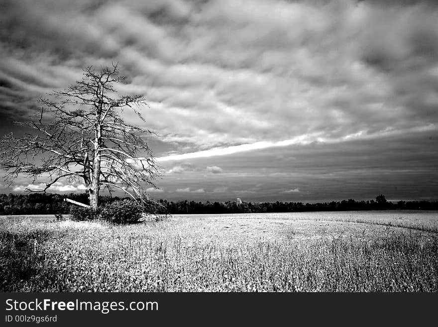 Dead tree on the corner of an Indiana Farm Field