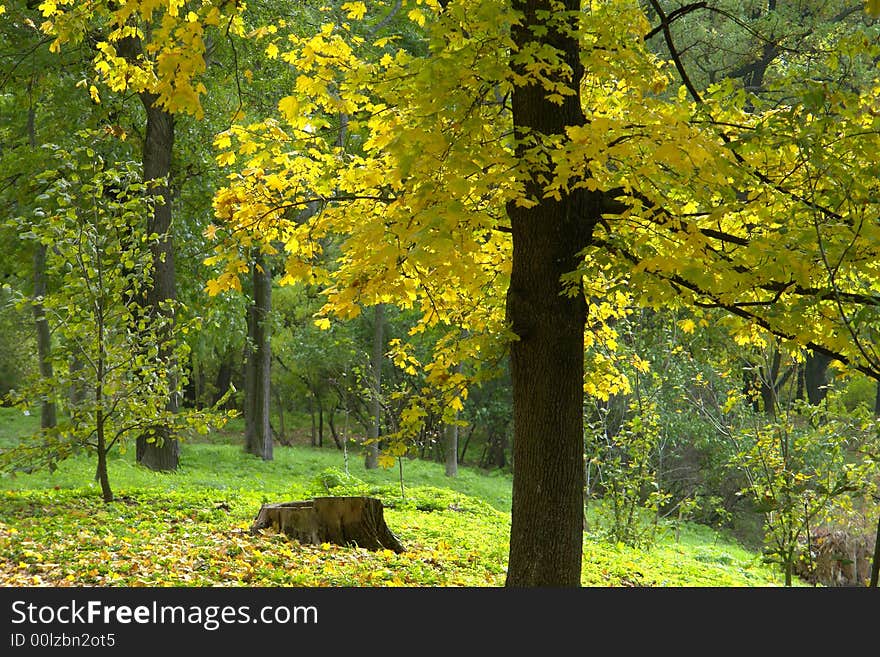 Tree in the autumn on a background of a wood