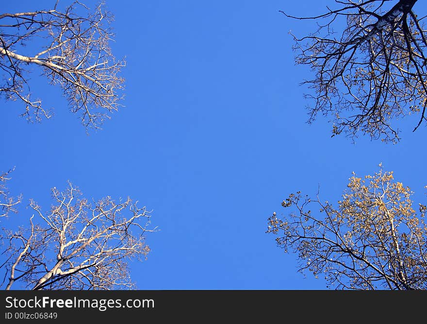 Abstract Nature Frame