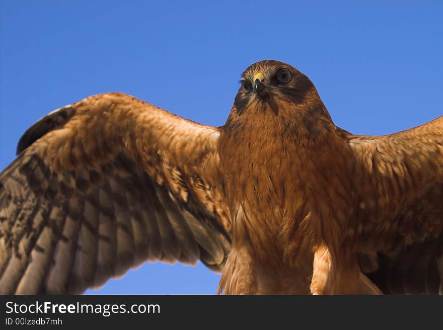 It's simply beauty harrier bird. It's simply beauty harrier bird