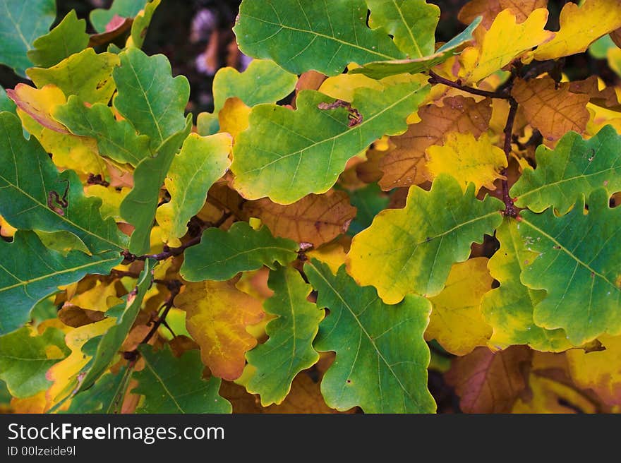 Autumn leaves of oak in the forest. Autumn leaves of oak in the forest