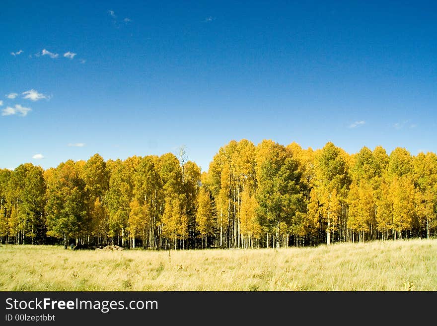 Golden aspen trees on a mountain meadow. Golden aspen trees on a mountain meadow.