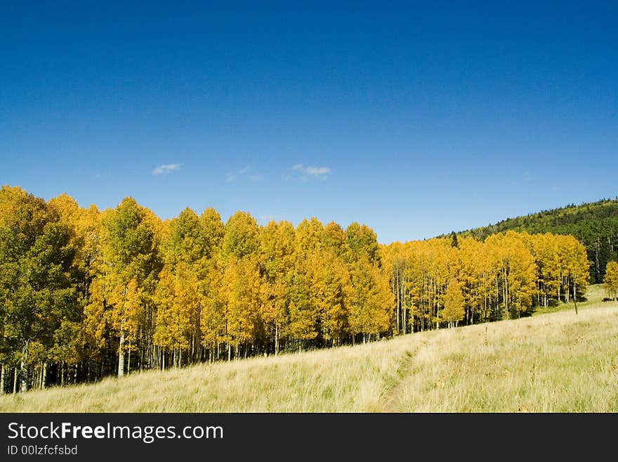 Golden aspen trees on a mountain meadow. Golden aspen trees on a mountain meadow.