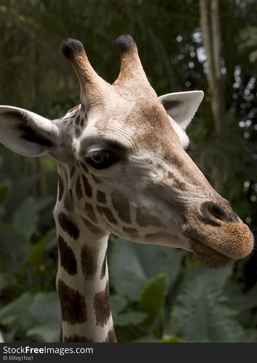 Giraffe taken at Singapore Zoological Gardens