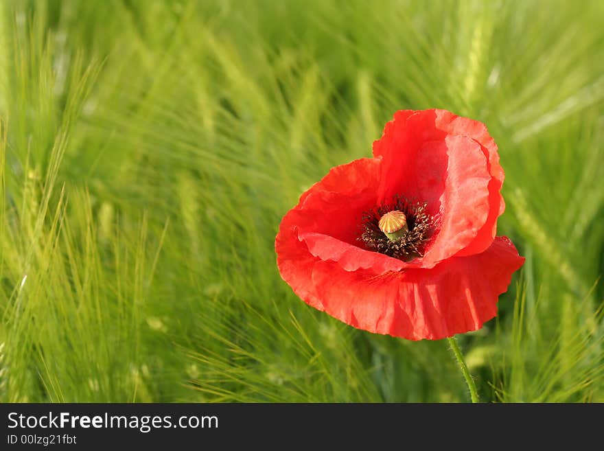 Red poppy on field