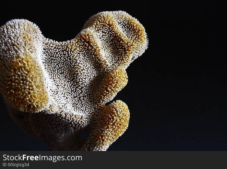 Coral on a black background