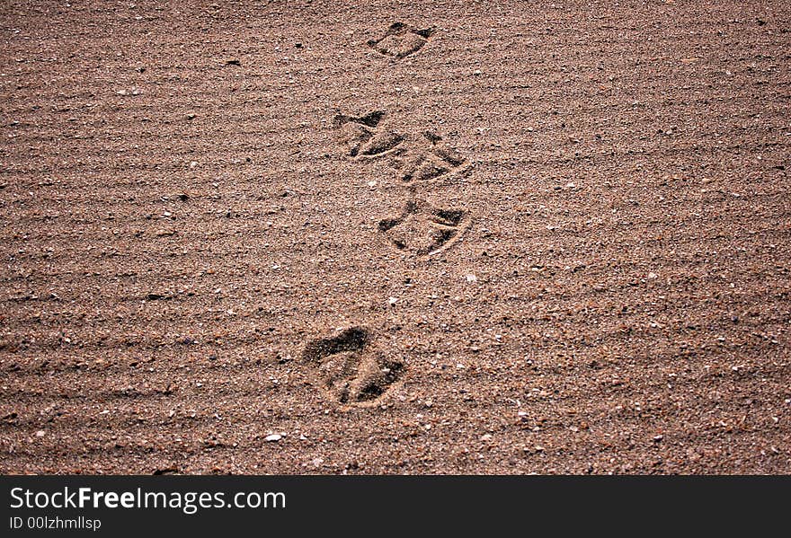 Bird foot print path on ripple sand at the ocean.