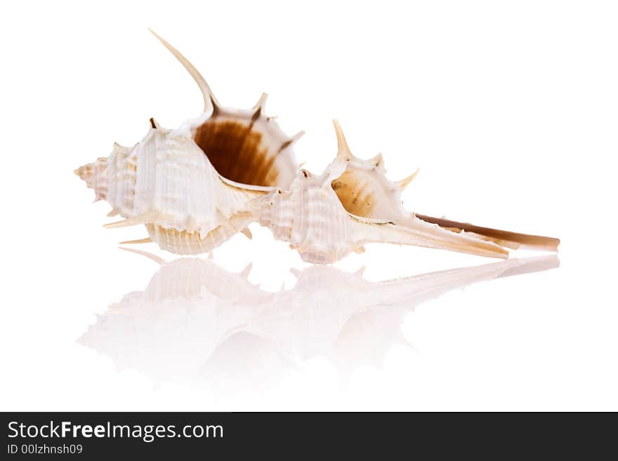 Seashells isolated on white background