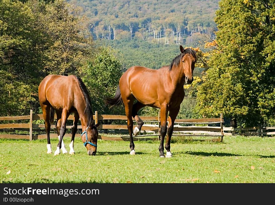 He is a horse in a Hungary economy. He is a horse in a Hungary economy.