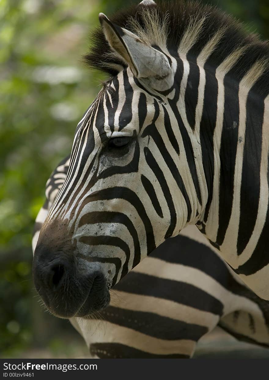 Zebra taken at Singapore Zoological Gardens