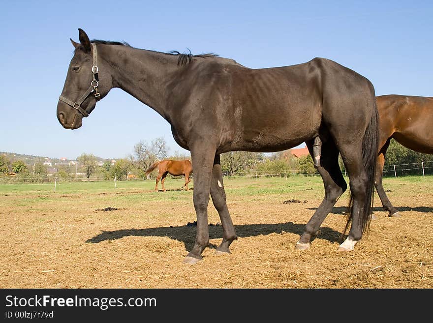 He is a horse in a Hungary economy. He is a horse in a Hungary economy.