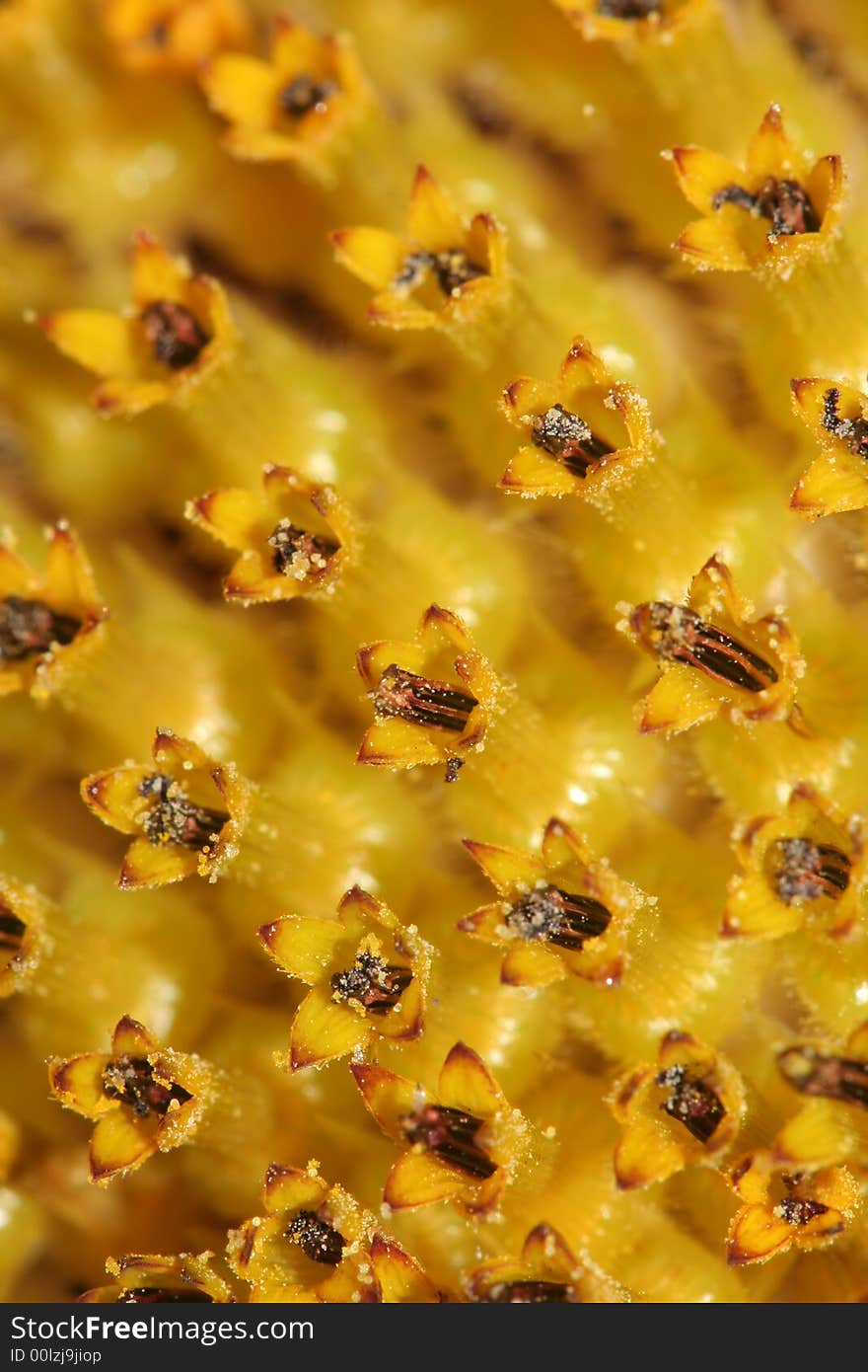 Very Detailed Macro Sunflower