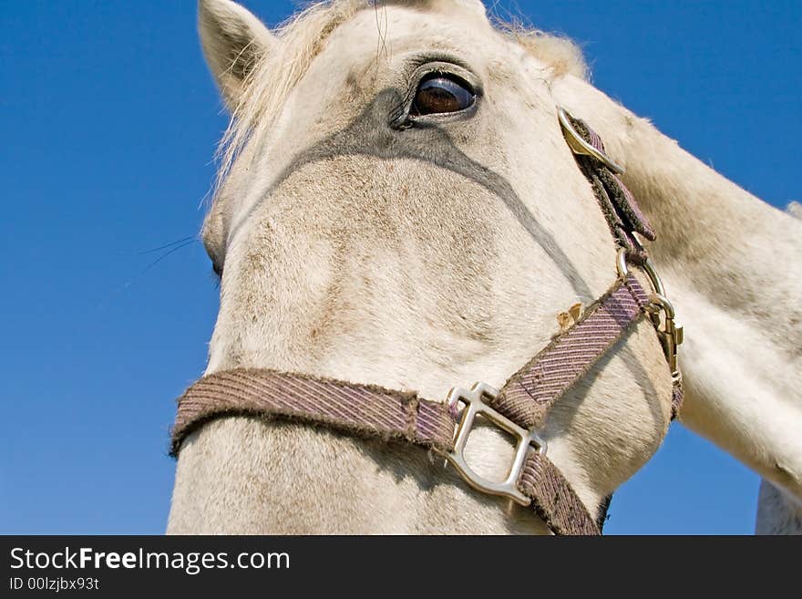 He is a horse in a Hungary economy. He is a horse in a Hungary economy.