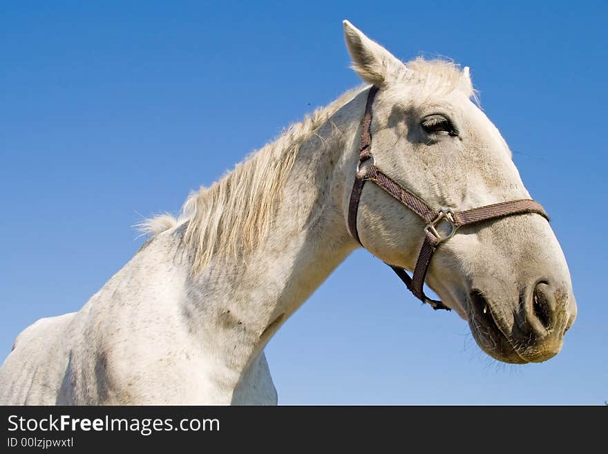 He is a horse in a Hungary economy. He is a horse in a Hungary economy.