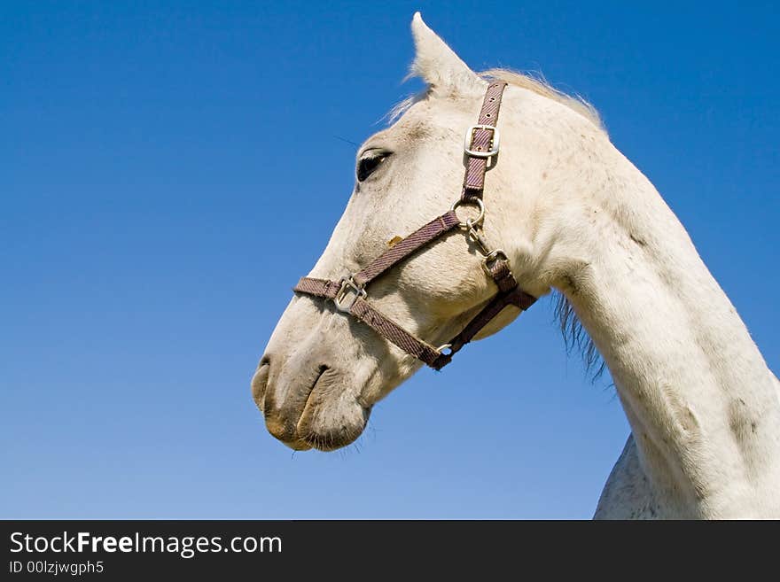 He is a horse in a Hungary economy. He is a horse in a Hungary economy.