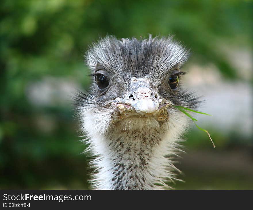 Ostrich with herb in beak and cool expression. Ostrich with herb in beak and cool expression