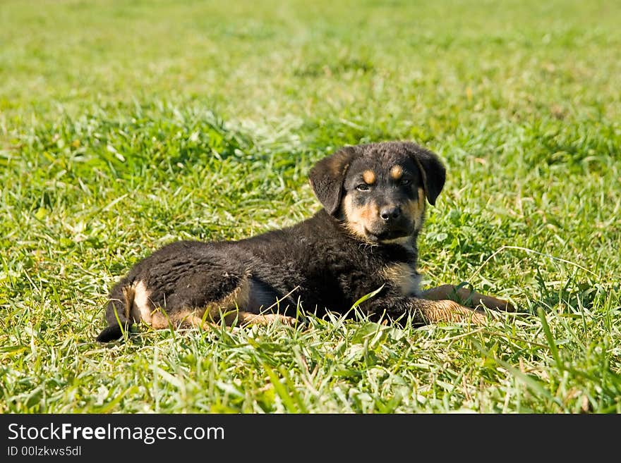 Kid dog on the yard of an economy. Kid dog on the yard of an economy.