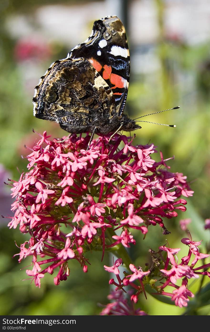 Red Admiral Butterfly in profile with wings in a vertical closed position on a pink flower. Red Admiral Butterfly in profile with wings in a vertical closed position on a pink flower