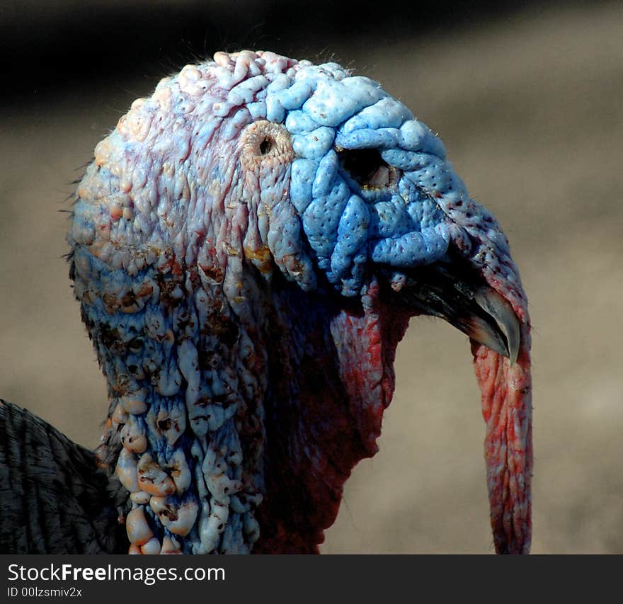 Tom Turkey head view close up. Tom Turkey head view close up