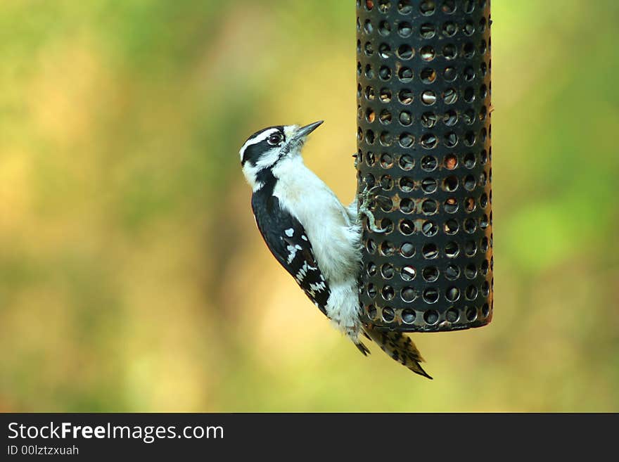 Female Downy Woodpecker