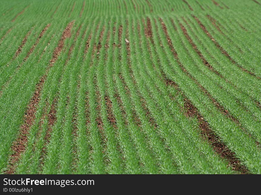 Planted rows of new grass in a field. Planted rows of new grass in a field