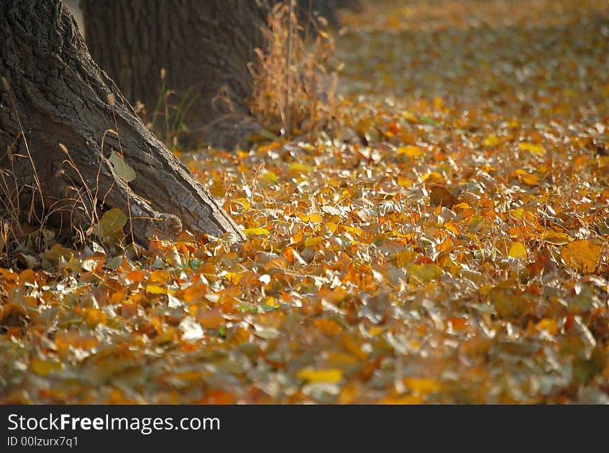 Trunks of trees and fallen leaves in autumn