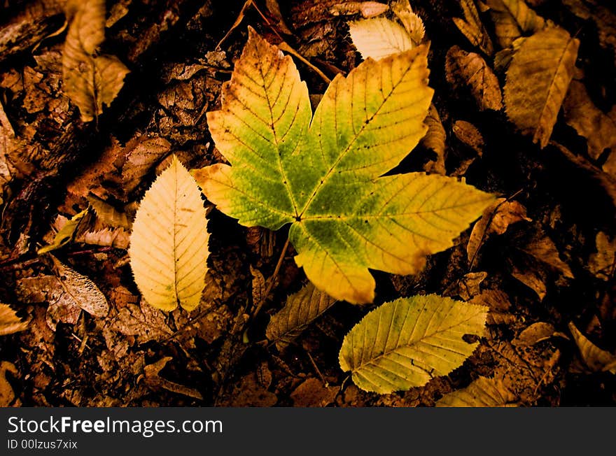 Simple leaf found in forest . . .
Simple but useful. Simple leaf found in forest . . .
Simple but useful.