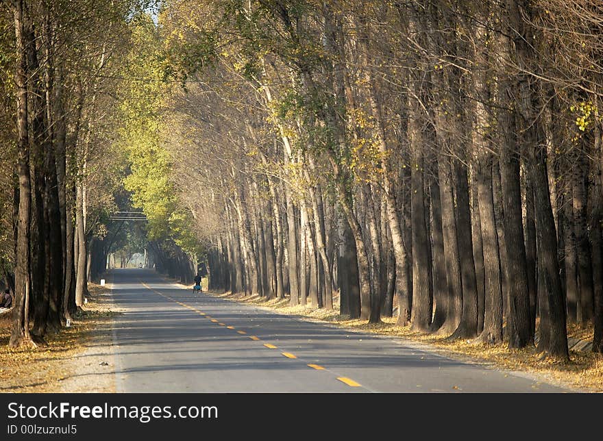 Country road in autumn