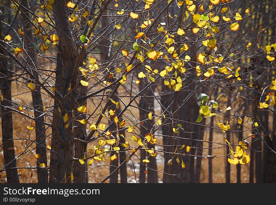 Poplar leaves in autumn