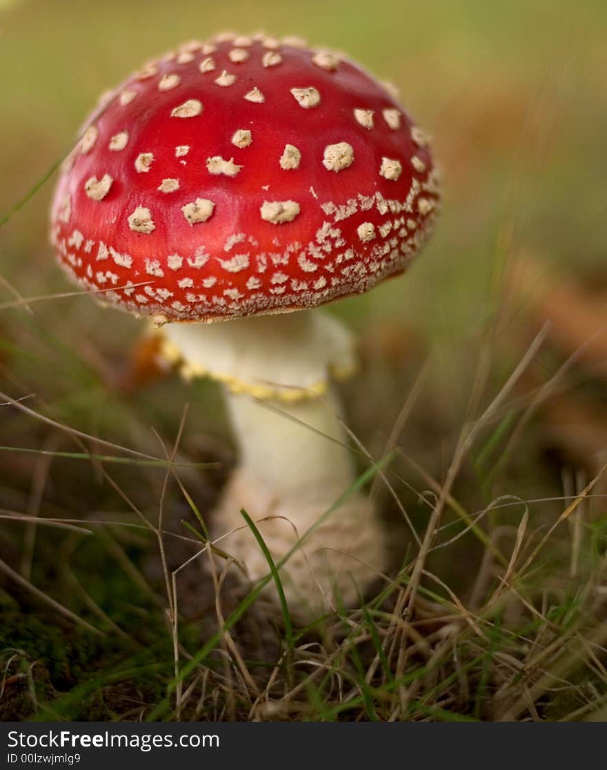 Fly Agaric Toadstool, shallow DOF, focus is on the cap