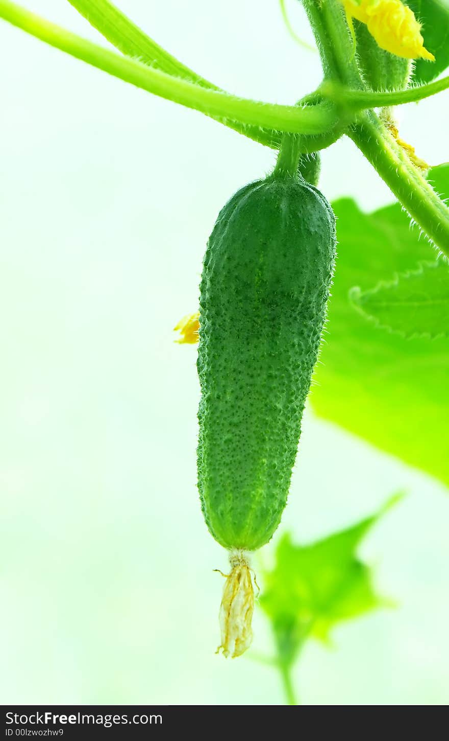 Green Cucumber.