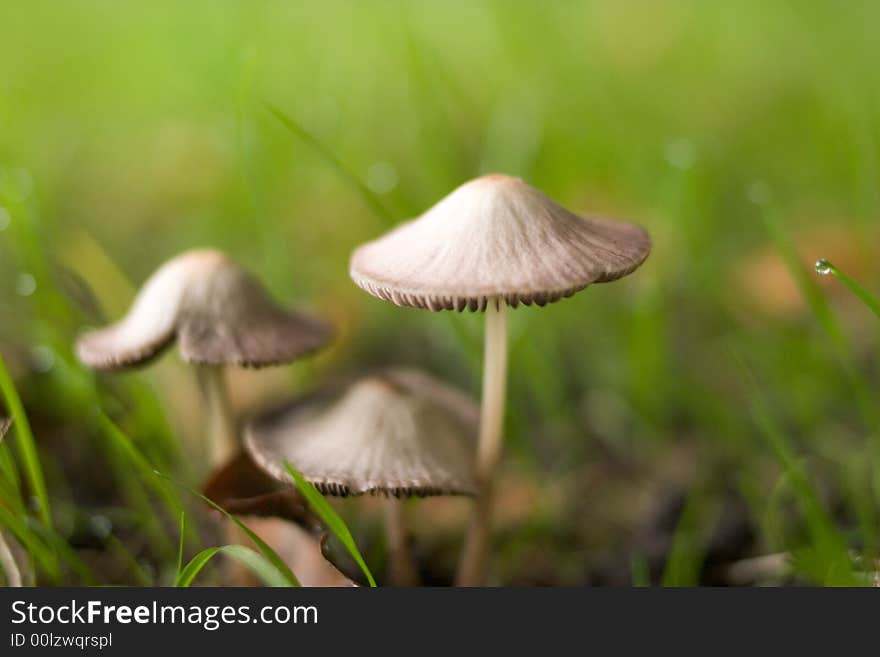 Three toadstools