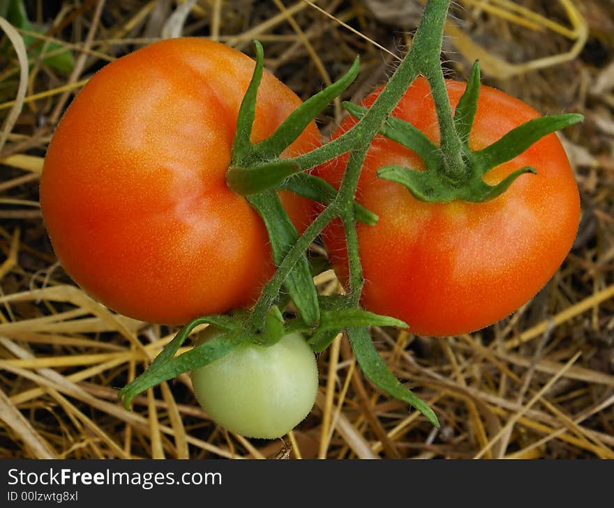 Three Tomatoes.