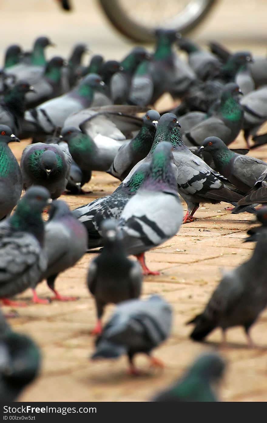 Pigeons in Durbar Square in Kathmandu