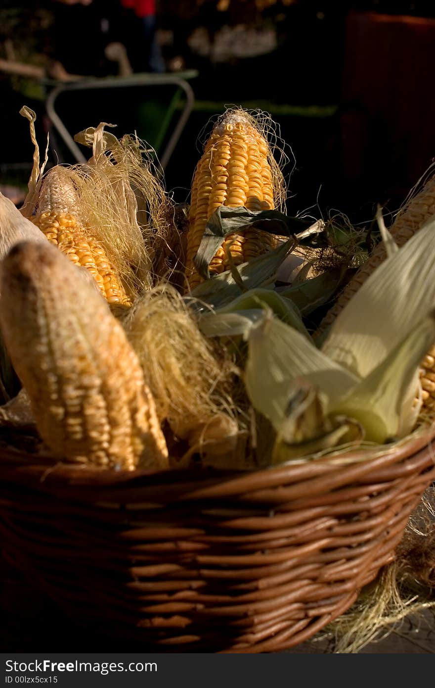 Corn on the cob in a basket. Corn on the cob in a basket