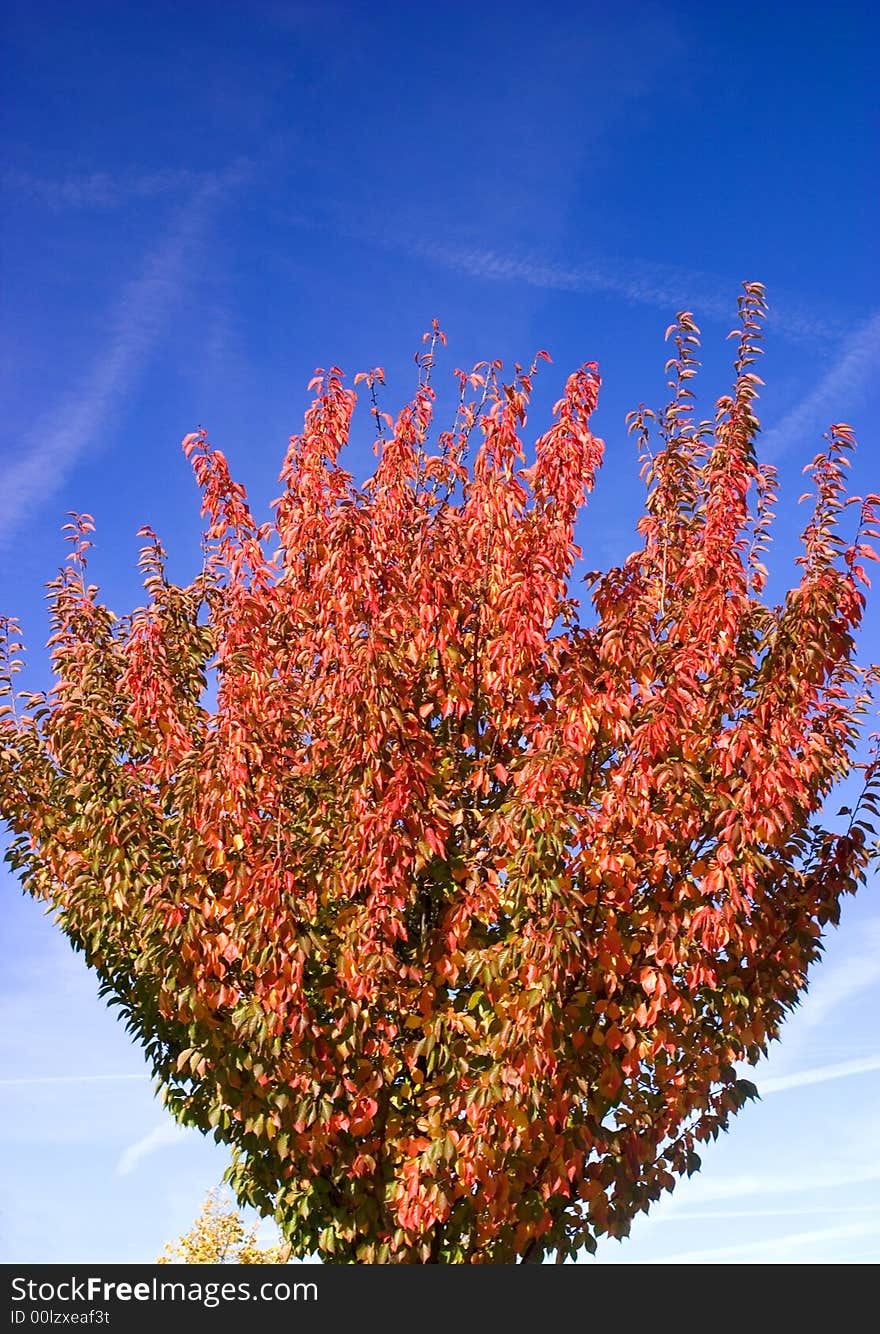 Autumn tree