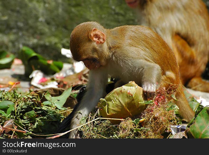 Scavenging Monkeys