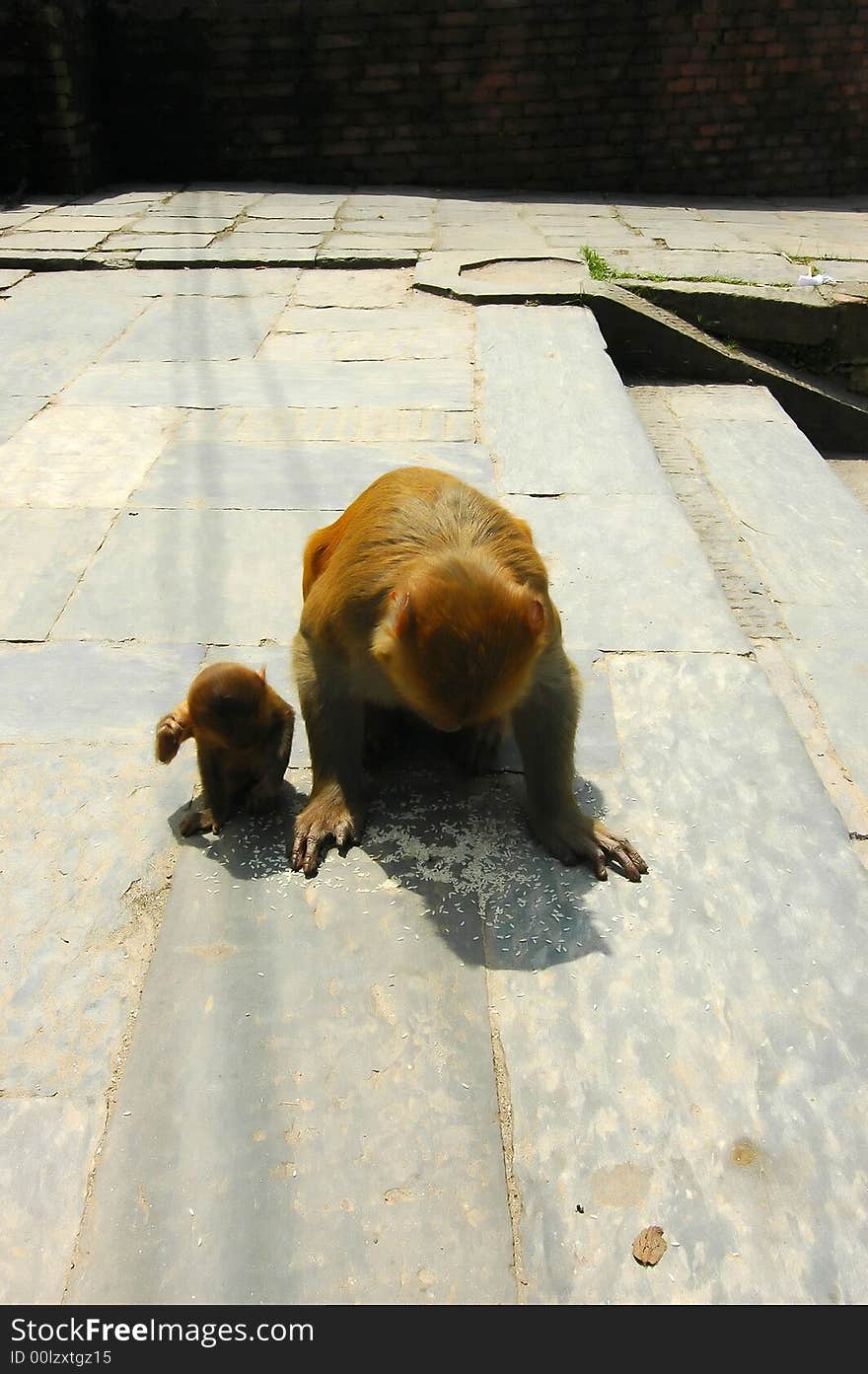 Monkey with baby