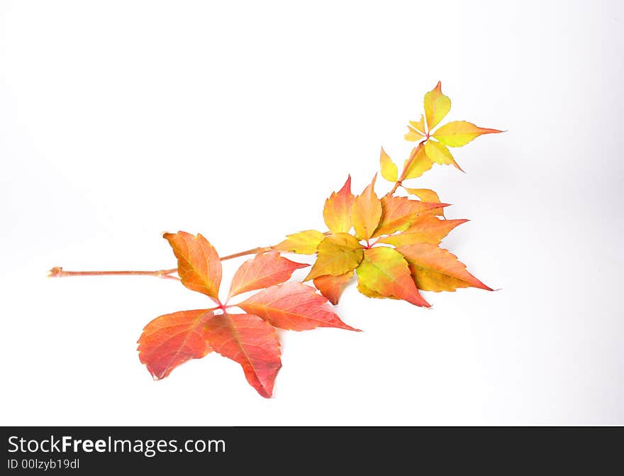 Autumnal leaves on the white background