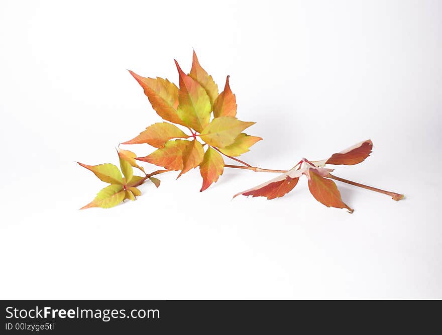 Autumnal leaves on the white background