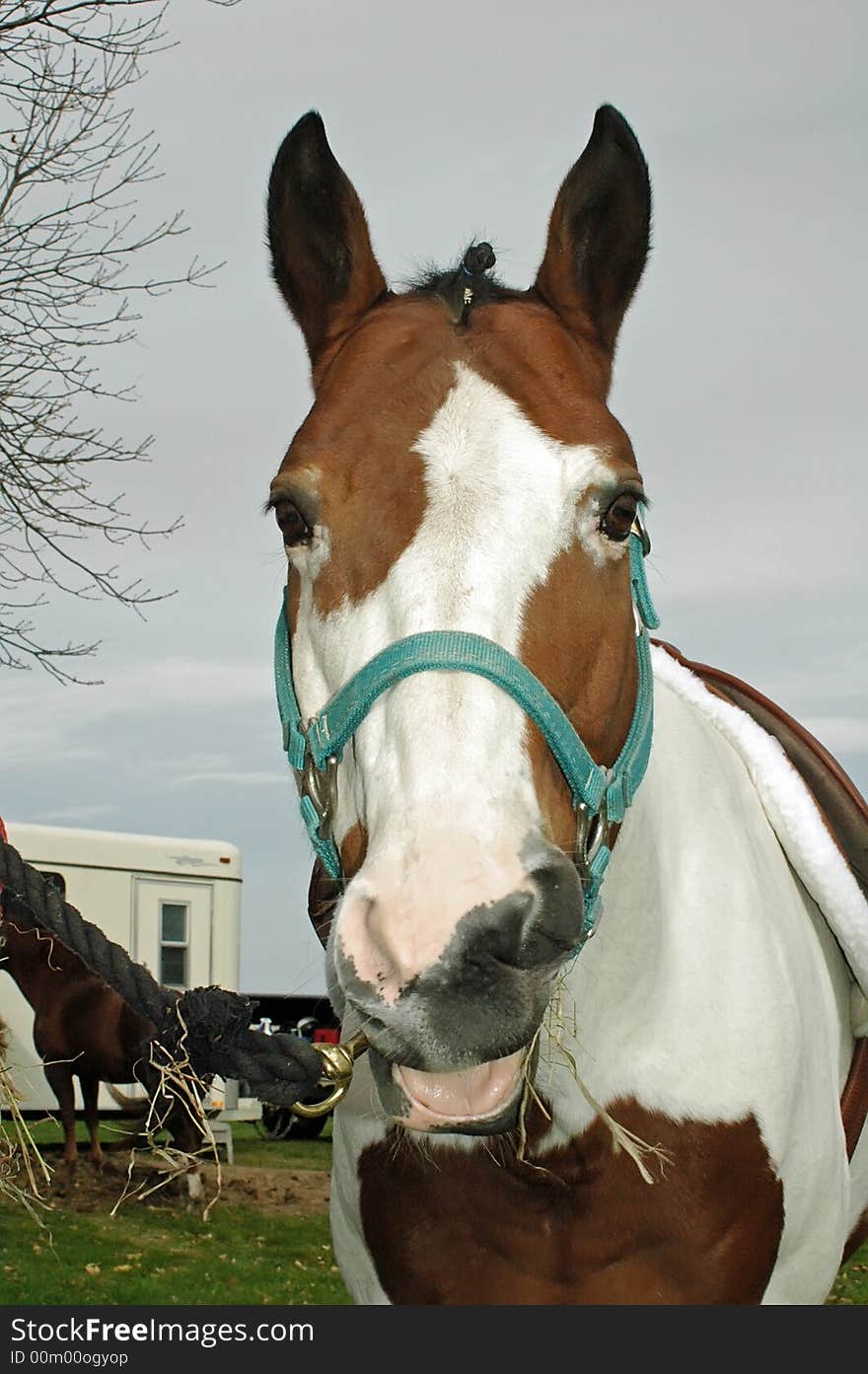 Brown and white horse smiling and eating hay. Brown and white horse smiling and eating hay.