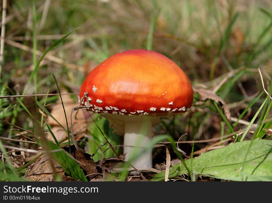 Red toadstool in the forest. Red toadstool in the forest