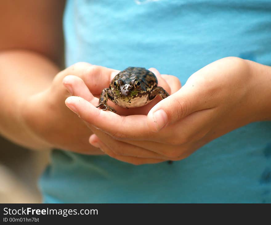 A frog is gently cradled in a child's hands. A frog is gently cradled in a child's hands.