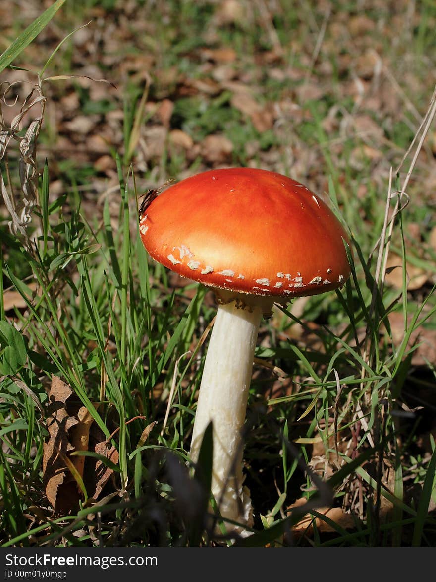 Red toadstool in the forest. Red toadstool in the forest